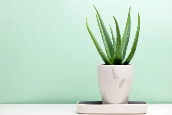 Ayurvedic Medicine for Gut health