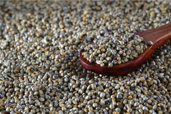 Which Millet is Good for Weight Loss?