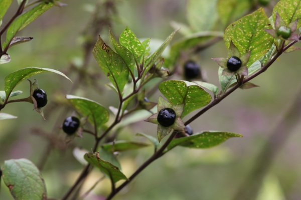 homeopathic medicine for headaches: Natural Relief Without Pharmaceuticals